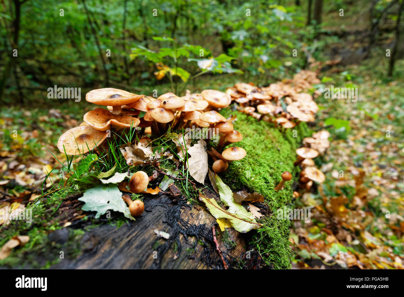 El estado de ánimo de otoño en el bosque - un árbol caído está densamente cubierto con setas y Moss, desenfoque de fondo Foto de stock