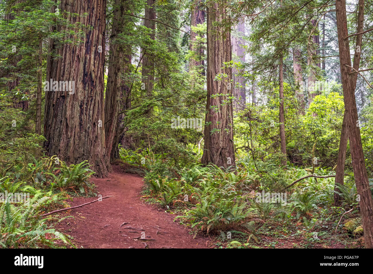 Senderos y bosques. Parques Nacionales y Estatales de Redwood, en el norte de California, Estados Unidos. Foto de stock