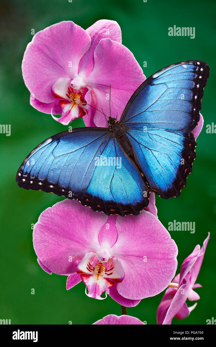 Mariposa Morpho azul o rosa orquídea flor con fondo verde. Se encuentran principalmente en América del Sur, México y América Central. Foto de stock