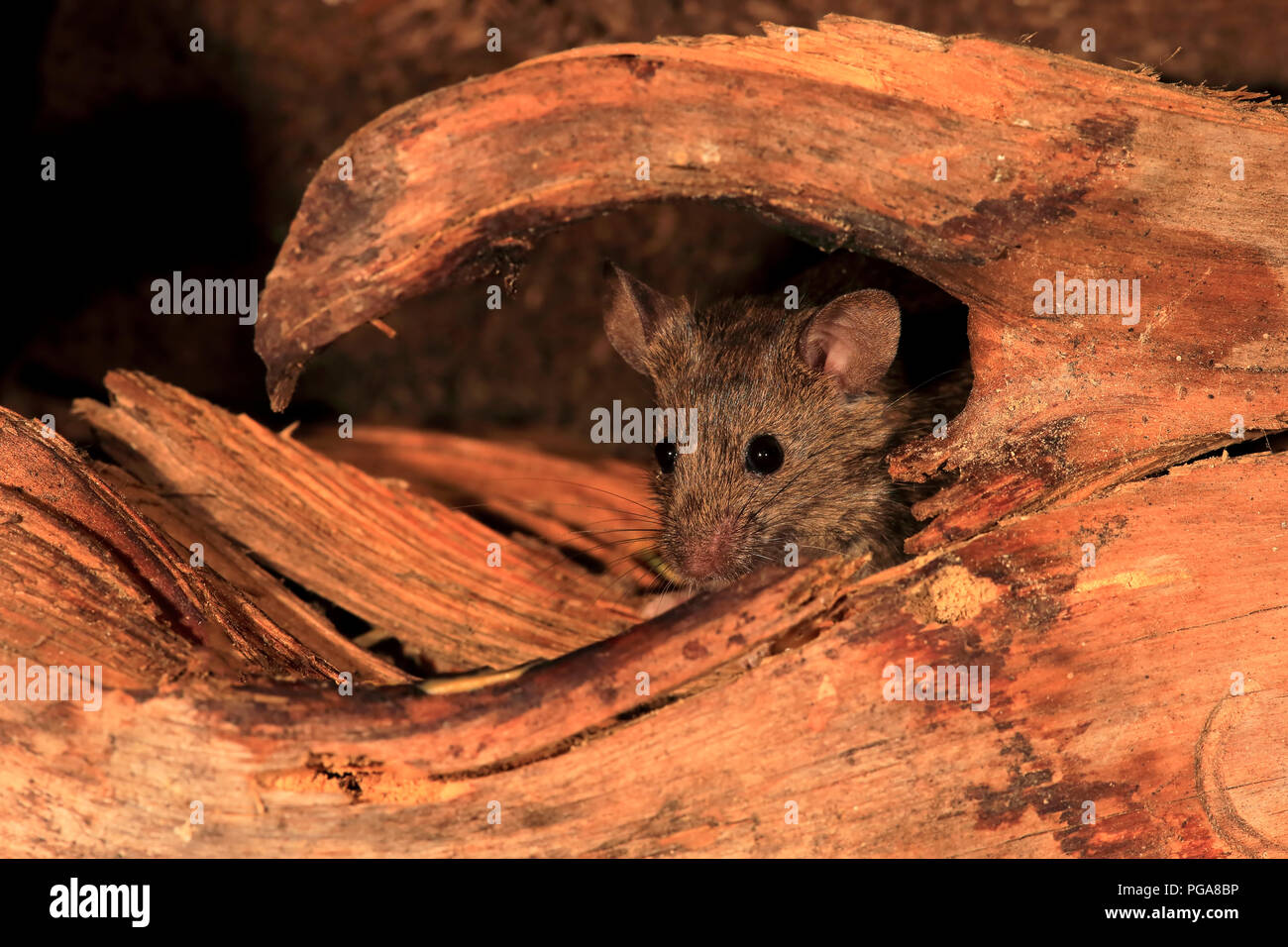 Casa del ratón (Mus musculus), adulto, mira por la maleza, vigilante, curiosos, interesados, lindo, Alemania Foto de stock