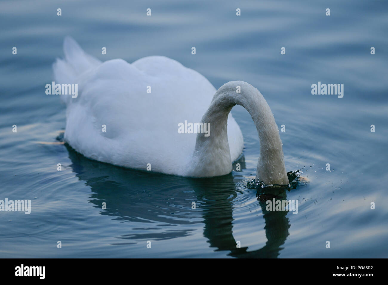 Cisne (Cygnus olor) se sumerge en el agua, Alemania Foto de stock