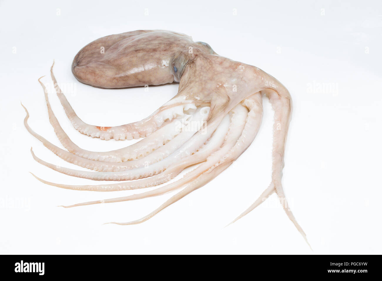 Menor, o curvadas, pulpo, Eledone Cirrhosa, que quedó atrapado en una red de arrastre en aguas británicas y comprada por un contador de peces en un supermercado de Gran Bretaña. Este Foto de stock