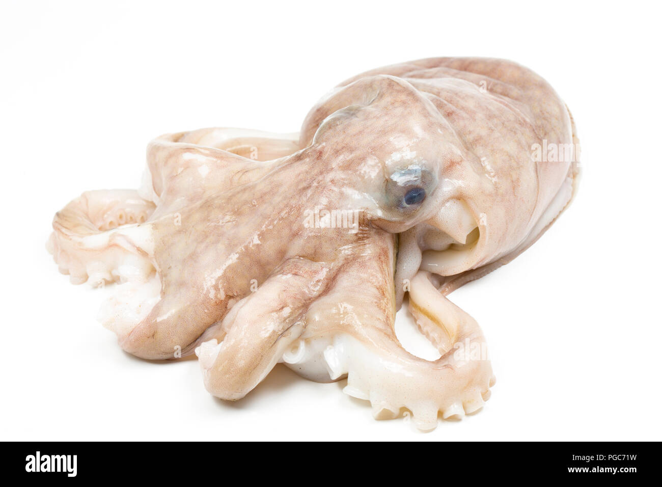 Menor, o curvadas, pulpo, Eledone Cirrhosa, que quedó atrapado en una red de arrastre en aguas británicas y comprada por un contador de peces en un supermercado de Gran Bretaña. La l Foto de stock