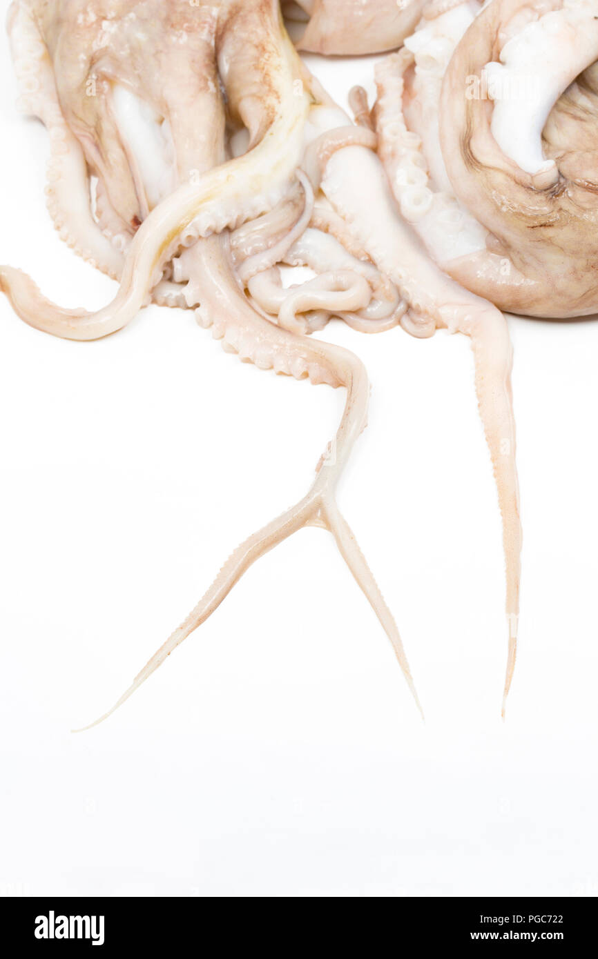 Menor, o curvadas, pulpo, Eledone Cirrhosa, que quedó atrapado en una red de arrastre en aguas británicas y comprada por un contador de peces en un supermercado de Gran Bretaña. Este Foto de stock