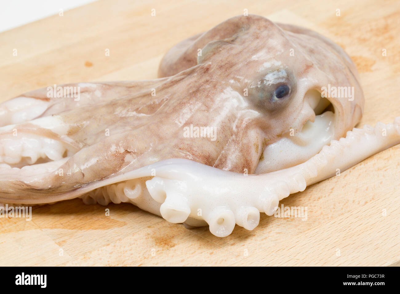 Menor, o curvadas, pulpo, Eledone Cirrhosa, que quedó atrapado en una red de arrastre en aguas británicas y comprada por un contador de peces en un supermercado de Gran Bretaña. La l Foto de stock