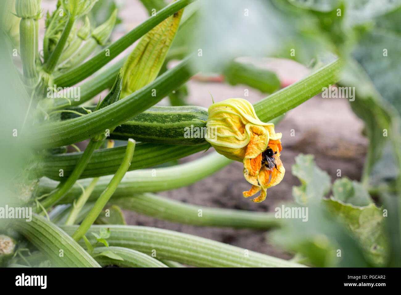 Planta de calabacines con flor y Bumblebee Foto de stock
