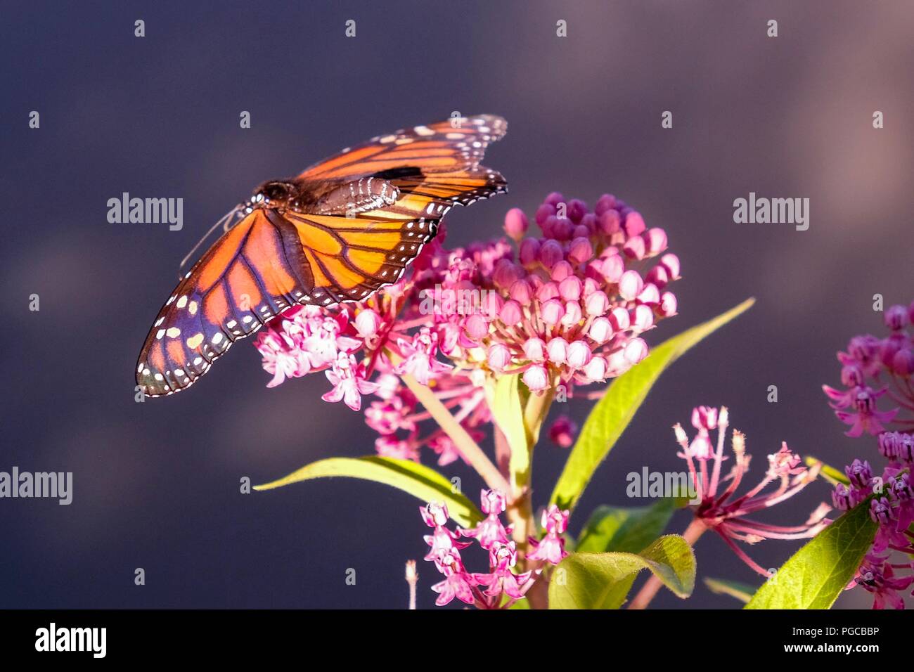 Una hermosa mariposa monarca con alas abajo disfrutando el suculento néctar de pantano asclepias en Yates Mill County Park en Raleigh, Carolina del Norte Foto de stock