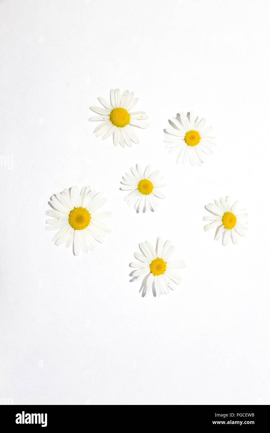 Desgarrado flores de manzanilla de campo mienten sobre fondo blanco. Flor muy bonita con un montón de pétalos. Foto de stock