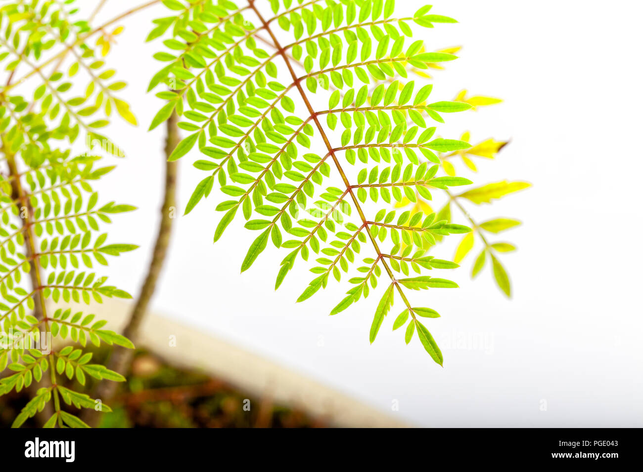 Detalle de la hoja de una Jacaranda mimosifolia bonsai Fotografía de