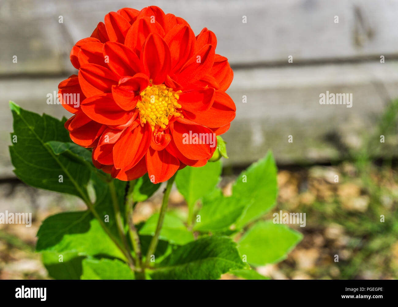 Hermosa big rojo vibrante colorida flor macro Cerrar Foto de stock