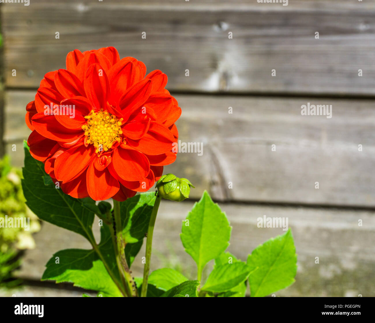 Bellamente enorme flor de color rojo cerca de macro con fondo de madera Foto de stock