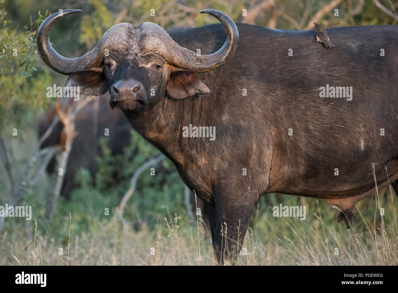 Vista lateral de gran africano intimidatorio Cape Buffalo mirando a la cámara. Foto de stock