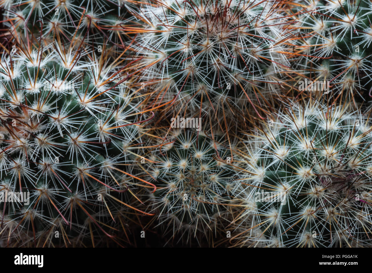 Cerca de un exótico Mammillaria cactus creciendo como un houseplant en Inglaterra, Reino Unido. Foto de stock