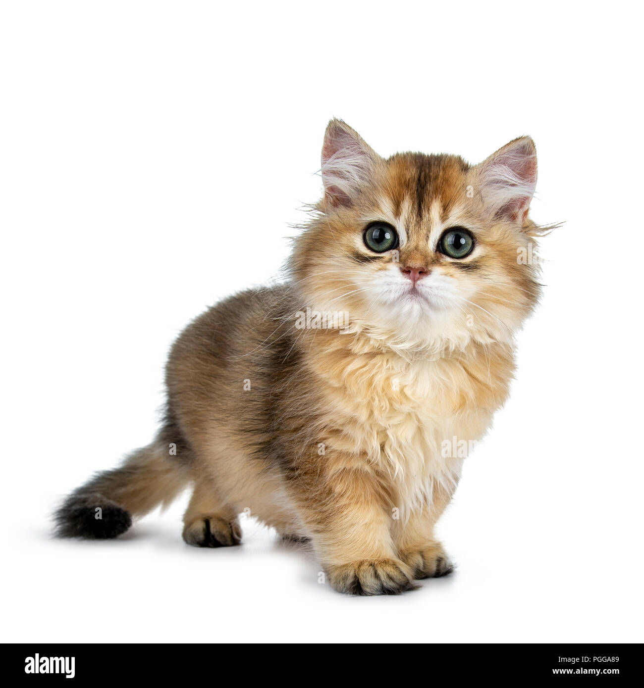 Super Sweet golden British Longhair gatito gato con grandes ojos verdes, de  pie un poco hacia los lados, mirando al lado de la cámara aislado sobre  fondo blanco Fotografía de stock -