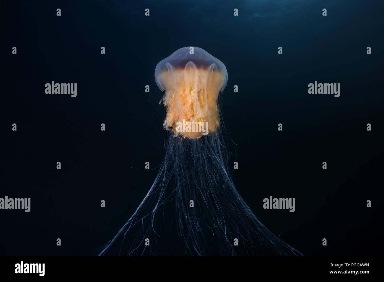Lion's mane medusas, Cyanea cyanea (en capillata arctica) Foto de stock