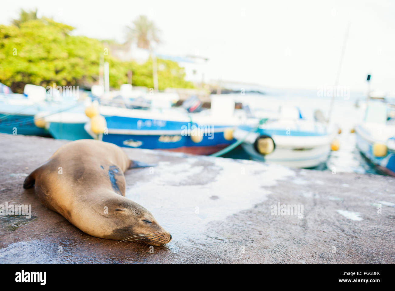 León marino durmiendo en la ciudad, cerca de puerto en la isla Santa Cruz, Galápagos Foto de stock