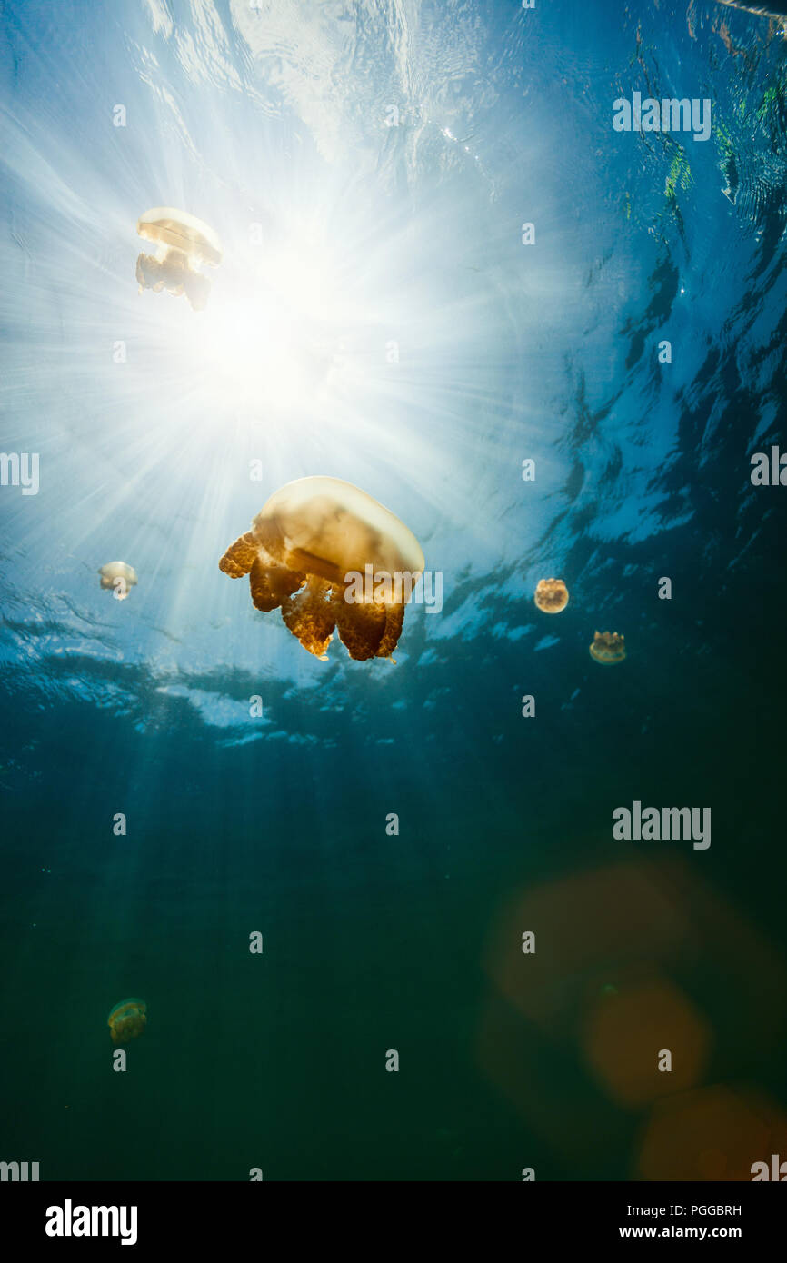 Fotografía submarina de especies endémicas de golden medusas en el lago en el Palau. Foto de stock