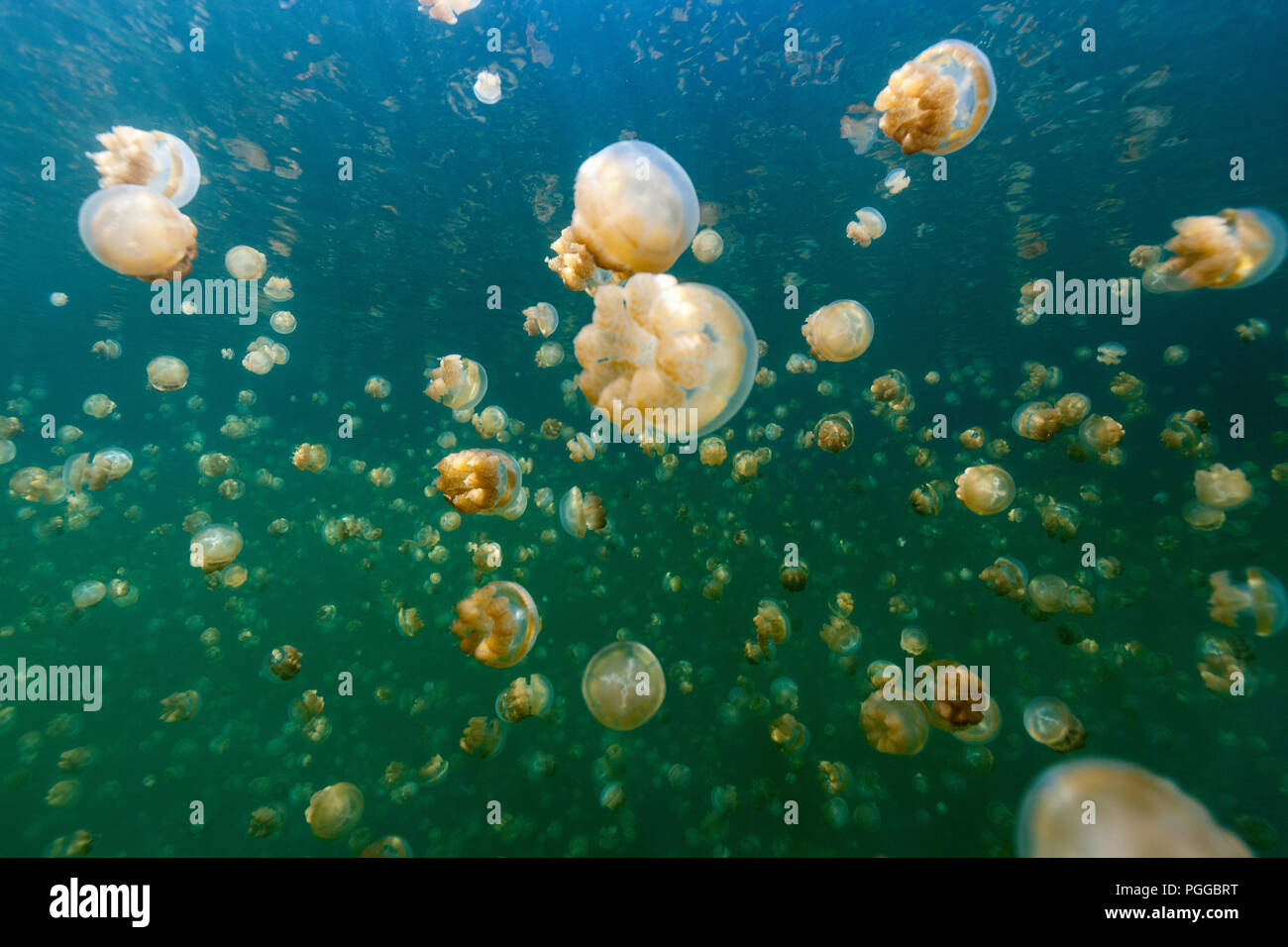 Fotografía submarina de especies endémicas de golden medusas en el lago en el Palau. Snorkeling en Jellyfish Lake es una actividad muy popular para los turistas a Palau. Foto de stock