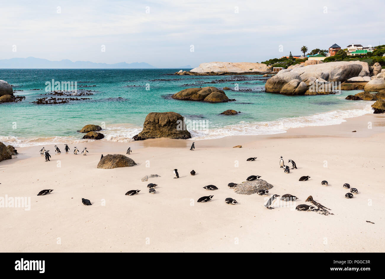 Africano de colonia de pingüinos en la playa Boulders, cerca de Ciudad del Cabo en Sudáfrica Foto de stock