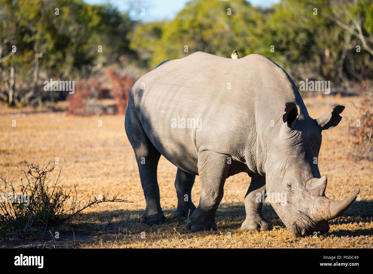 White Rhino pastando en un campo abierto en Sudáfrica Foto de stock