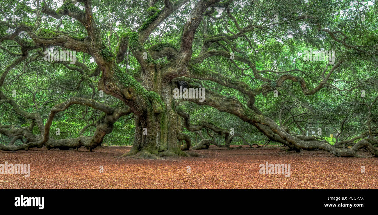 Angel Oak - uno de los árboles más antiguos de los Estados Unidos de América, Sur de Live Oak Tree en Johns Island en Carolina del Sur Foto de stock