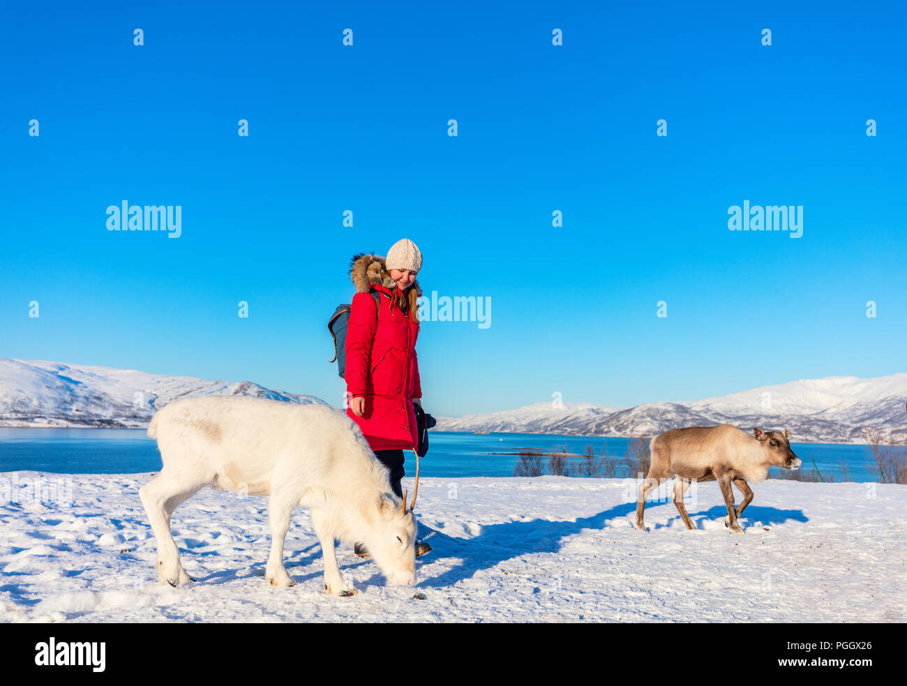 Mujer joven al aire libre con renos en los soleados días de invierno en el norte de Noruega. Foto de stock