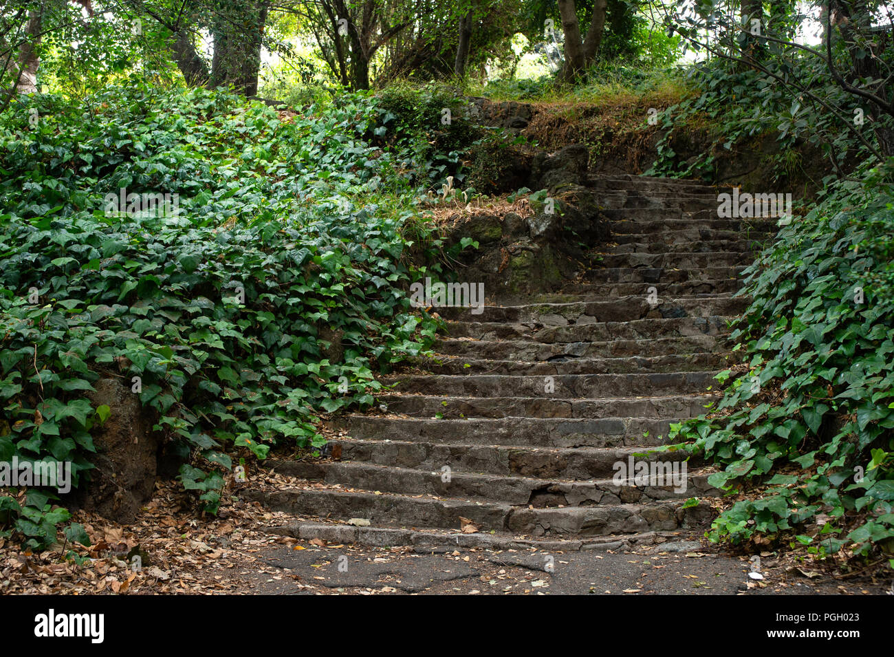 Ivy y exuberante vegetación recubre el corte corto escaleras en Berkeley, CA. Foto de stock
