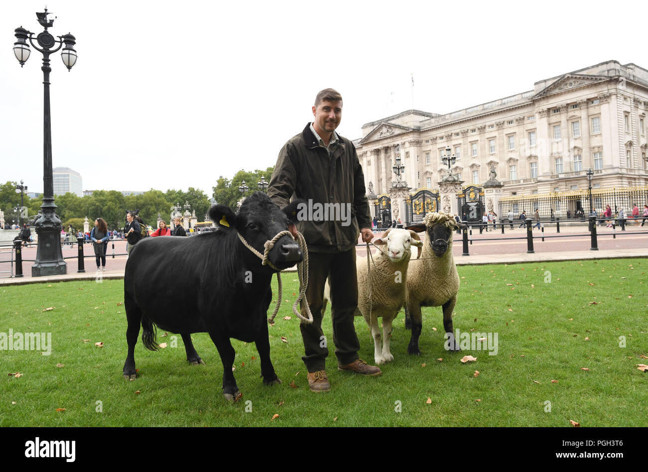Una vaca y una manada de ovejas de raza rara pastan en Green Park en el centro de Londres, como parte de una prueba de conservación de vida silvestre ayuda a prosperar en el Royal Park. Foto de stock