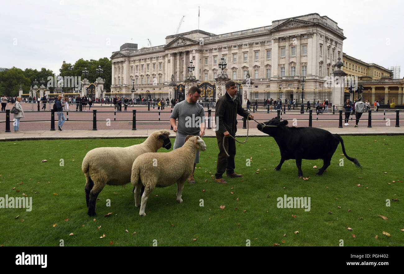 Una vaca y una manada de ovejas de raza rara pastan en Green Park en el centro de Londres, como parte de una prueba de conservación de vida silvestre ayuda a prosperar en el Royal Park. Foto de stock