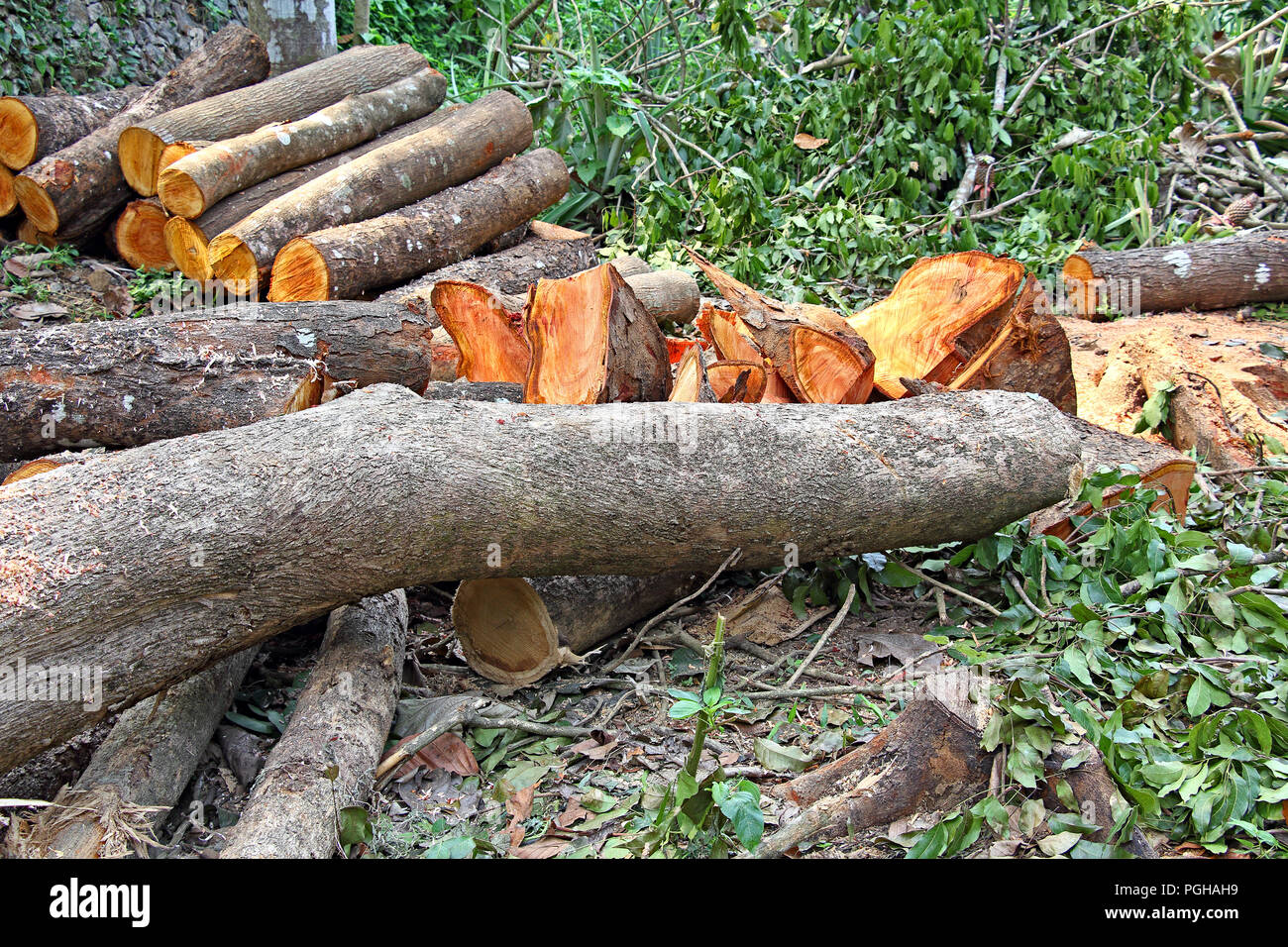 Registros y troncos de talar árboles de la deforestación de zonas boscosas en Kerala, India Foto de stock
