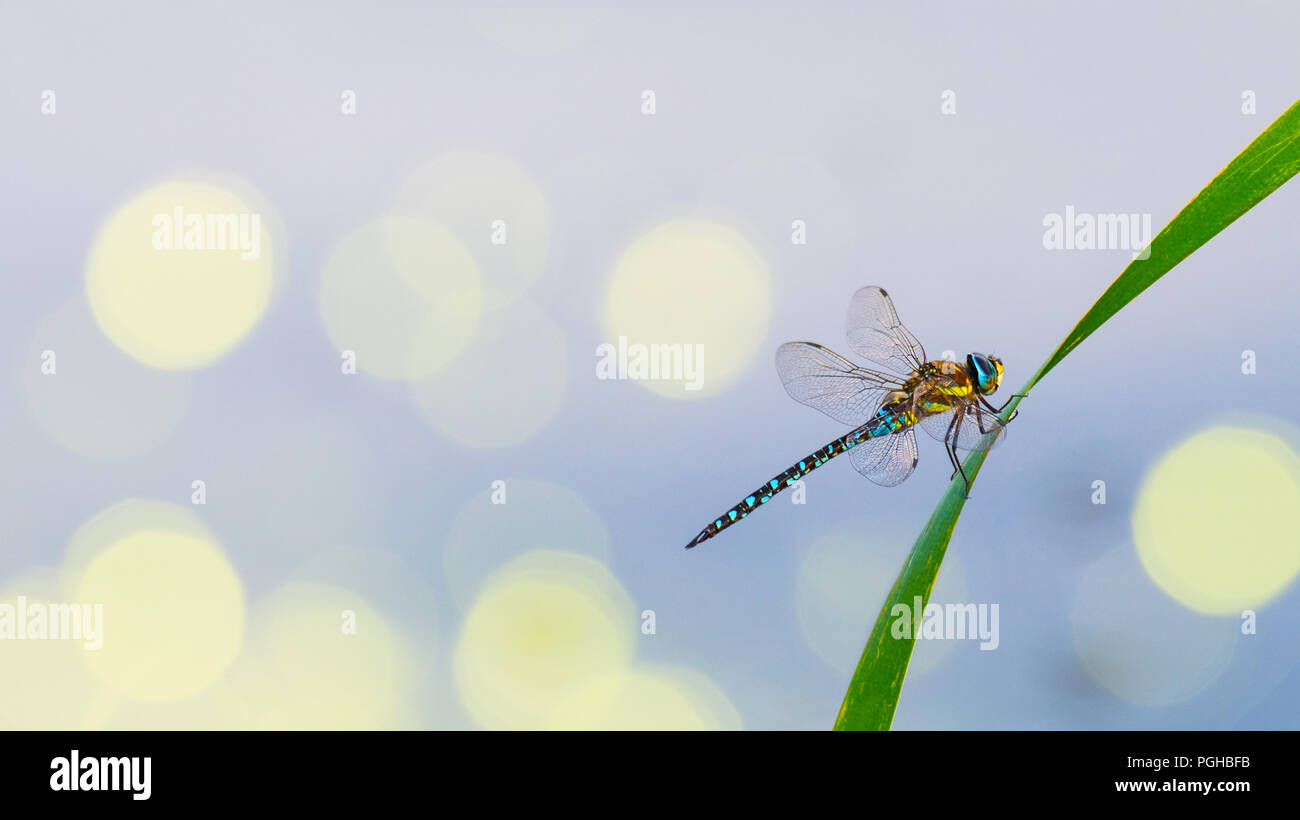 Migrante masculina hawker dragonfly en cuchilla de pasto. Aeshna mixta. Lindo colorido insecto acuático con hermosas alas sobre una lámina transparente sobre la superficie del agua. Foto de stock