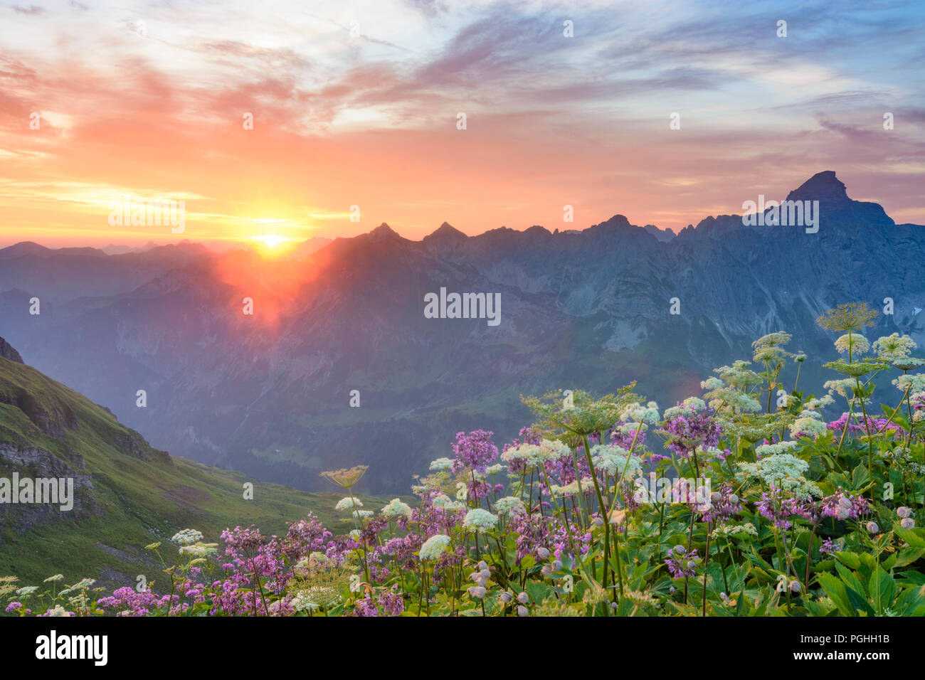 Allgäuer Alpen: amanecer en la cumbre de la montaña, valle Bärgündeletal Hochvogel, foto de col Laufbacherecksattel, flores, el Schwaben, Allgäu, suabia, Bay Foto de stock