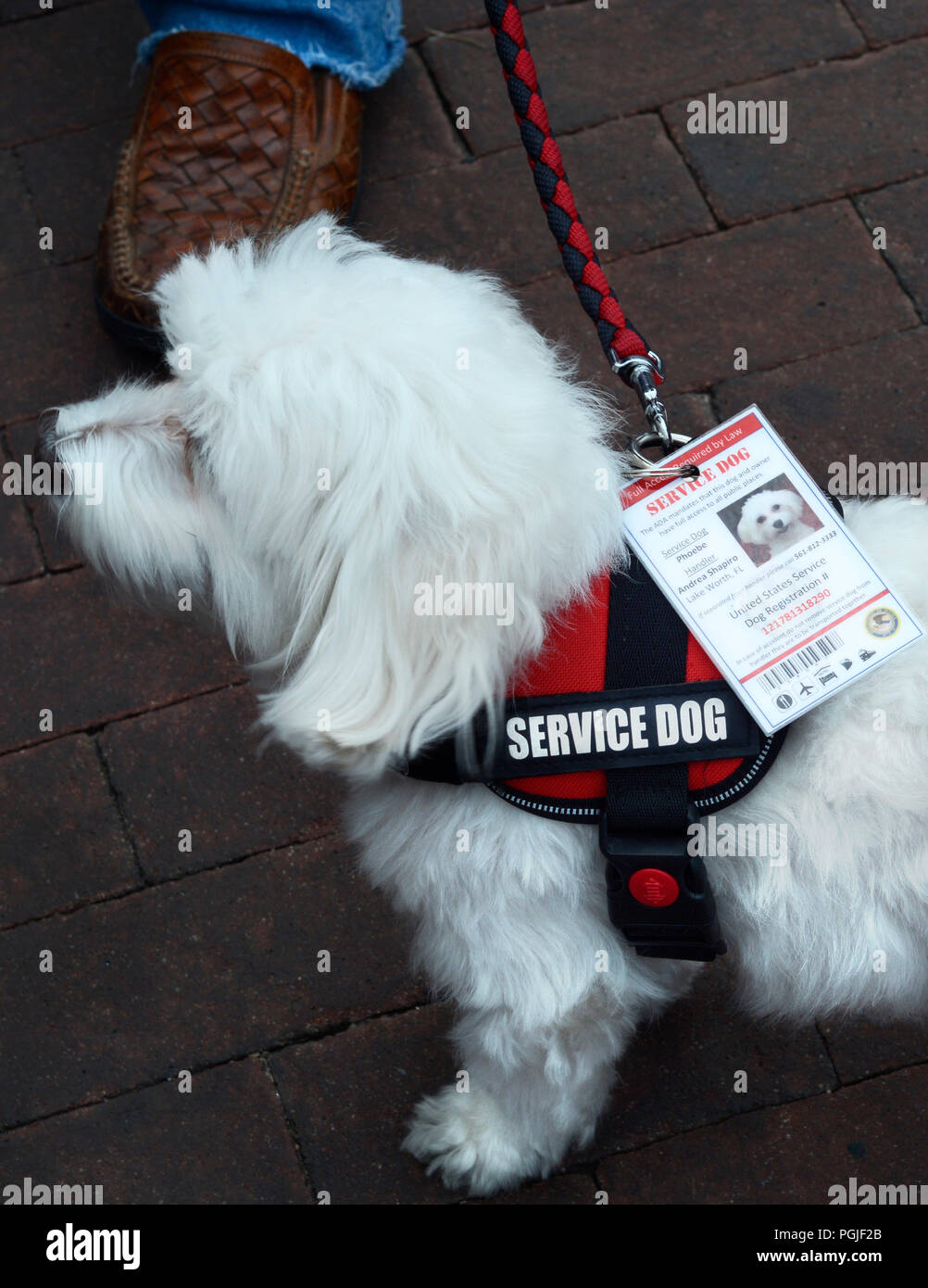 service dog vest