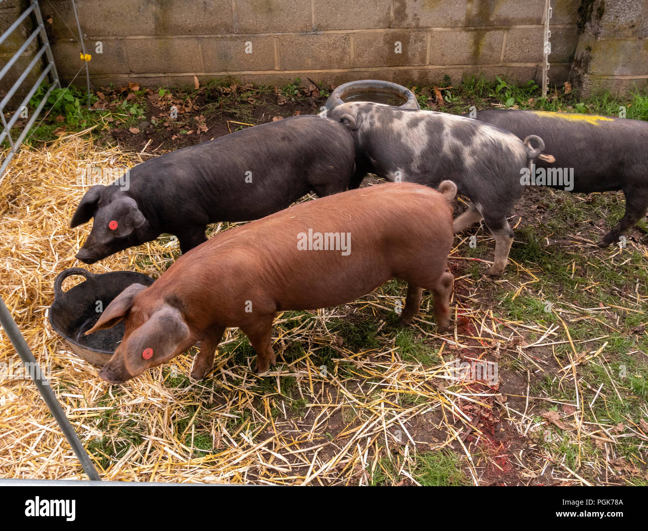 Carreras de cerdos fotografías e imágenes de alta resolución - Página 2 -  Alamy