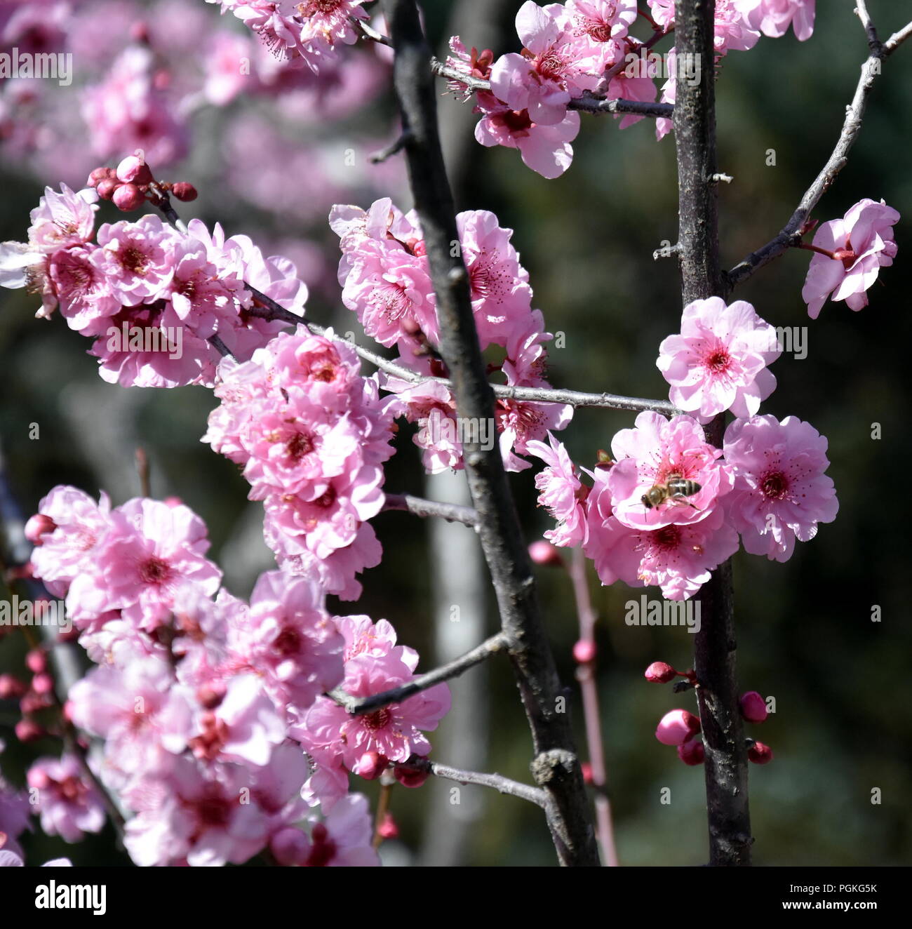 Flores de Cerezo florecen en primavera. Rosa flor de cerezo en flor. Sakura  Japanese cerezos en flor en el jardín botánico Fotografía de stock - Alamy