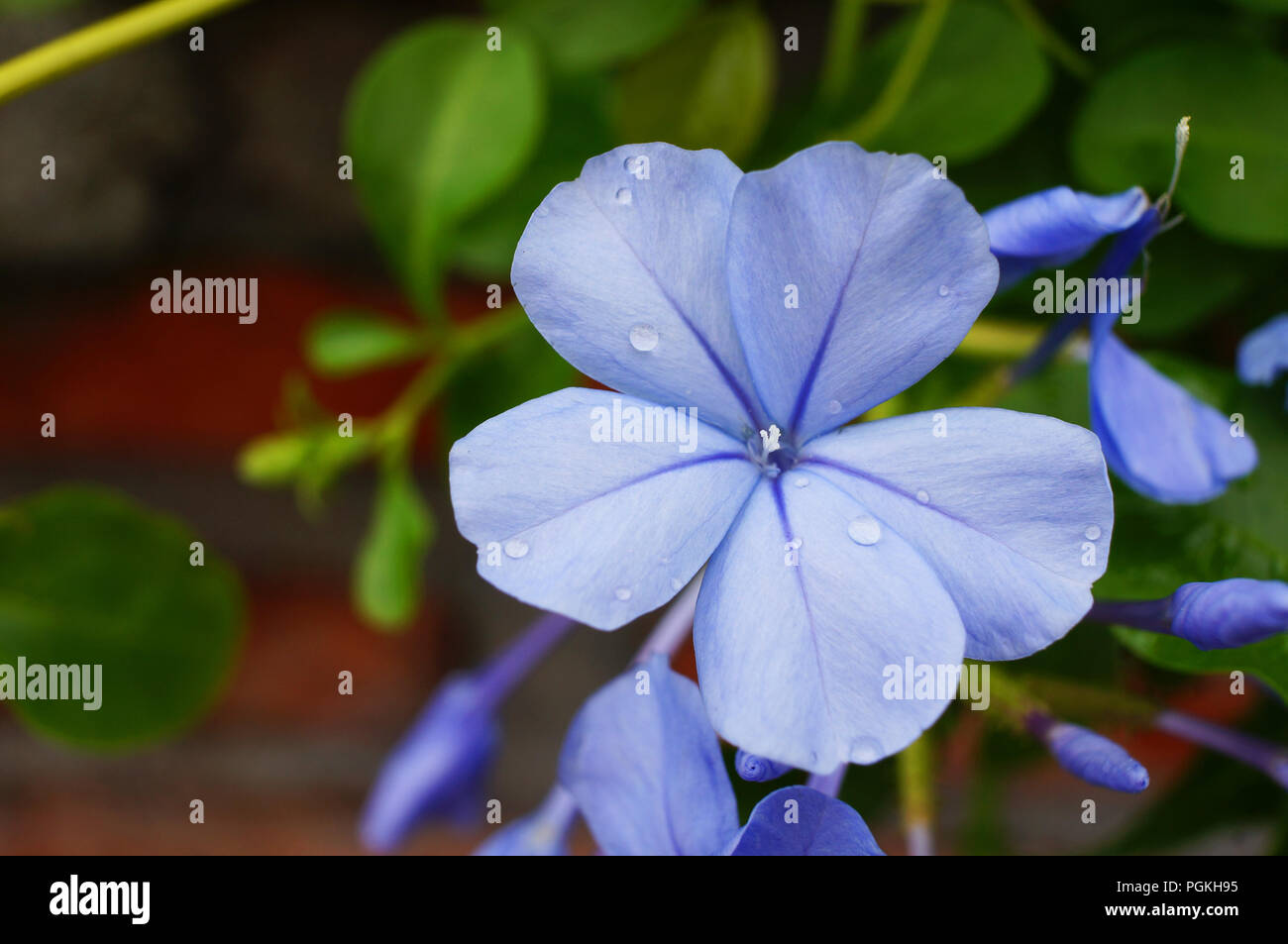 Imperial Azul Plumbago produce grandes racimos de flores de color azul cielo profundo desde principios del verano hasta el otoño. Plumbago es un calor, sol, y tolerante a la sequía Foto de stock