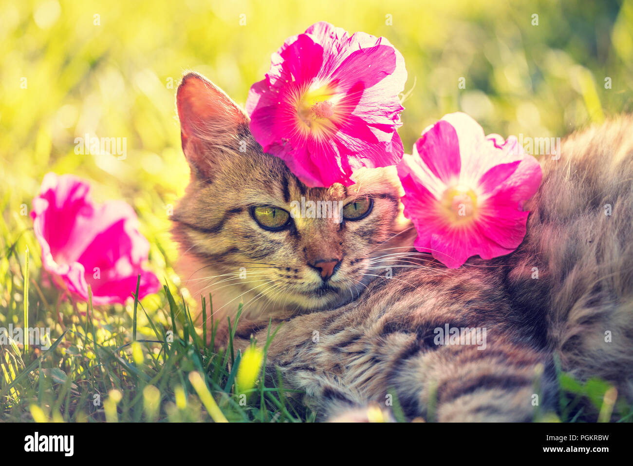 Retrato del gato siberiano afuera con rojo malva flores en la cabeza. El  gato tumbado en un jardín en el verano Fotografía de stock - Alamy