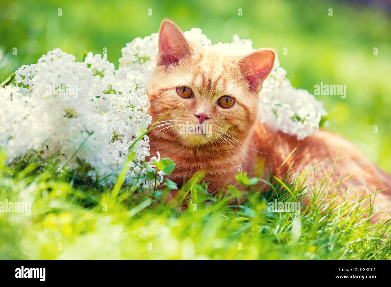 Lindo gato rojo relajándose en la hierba cerca de White Lilac flores Foto de stock