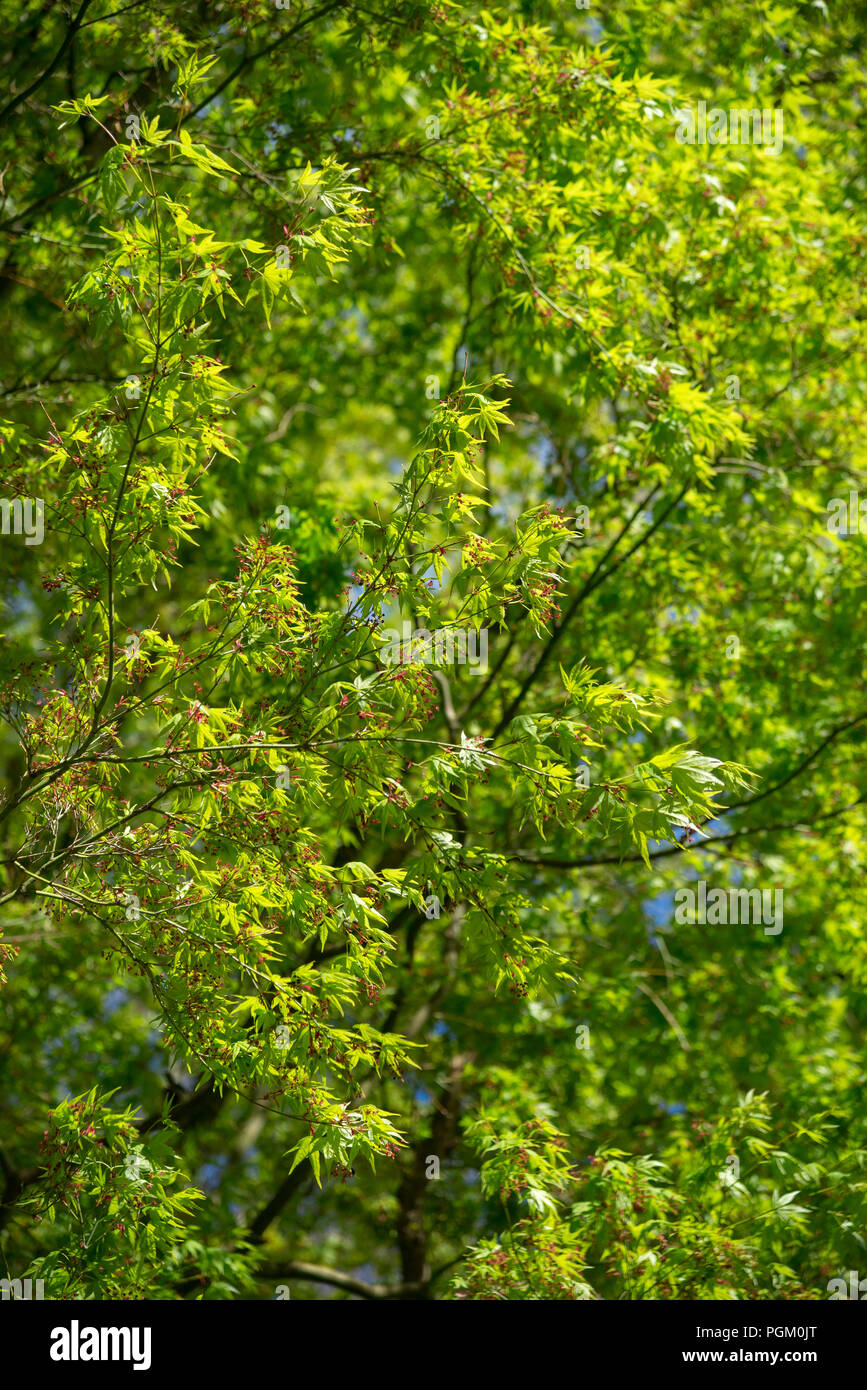 Verde brillante follaje nuevo sobre un maduro japonés Acer en un jardín de primavera. Foto de stock