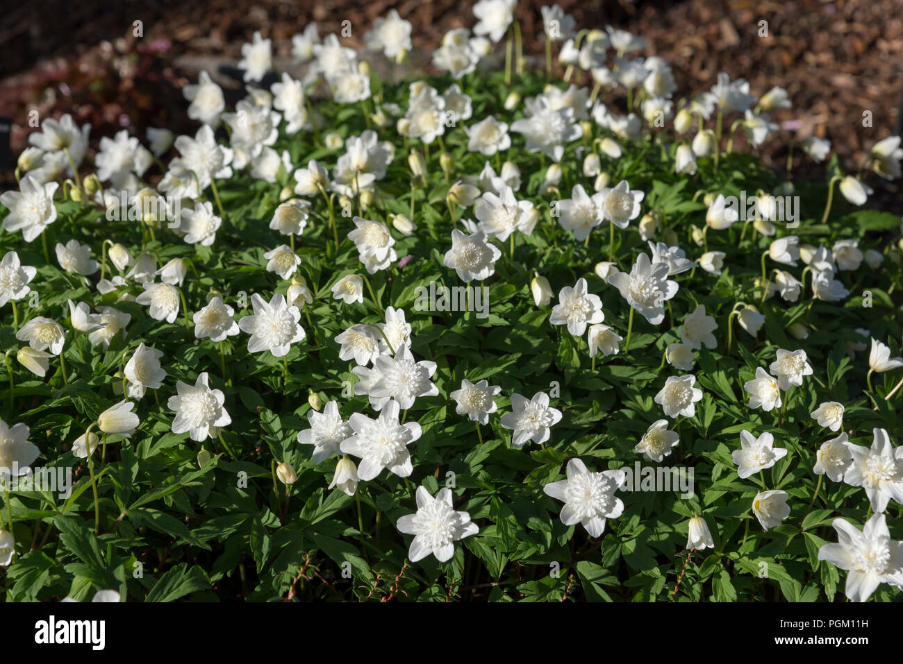 Anémona Nemorosa 'Vestal". Un blanco puro florecimiento de primavera forma de anémona de madera con dulce de flores dobles. Foto de stock