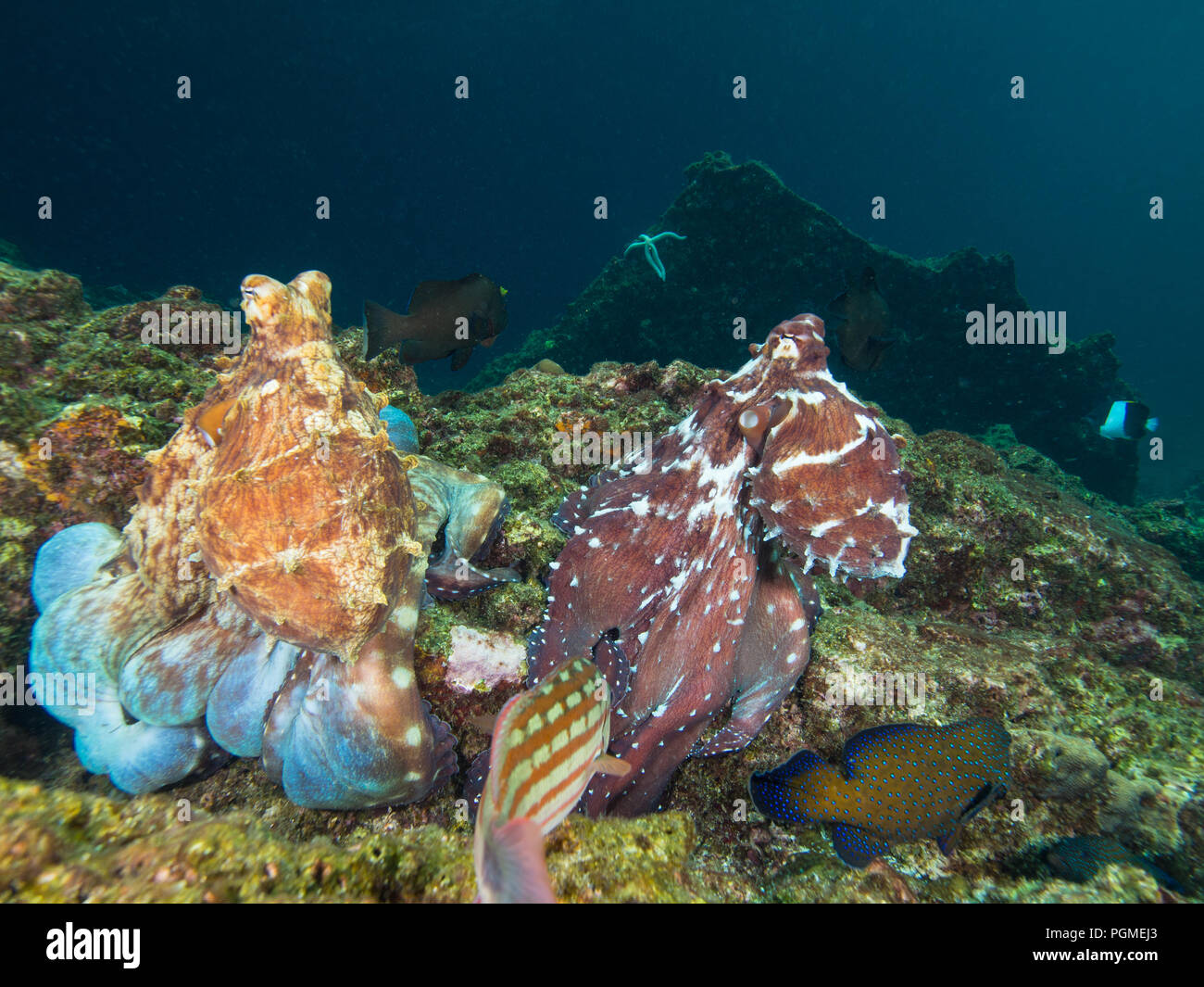 Dos pulpos en un arrecife de coral Foto de stock