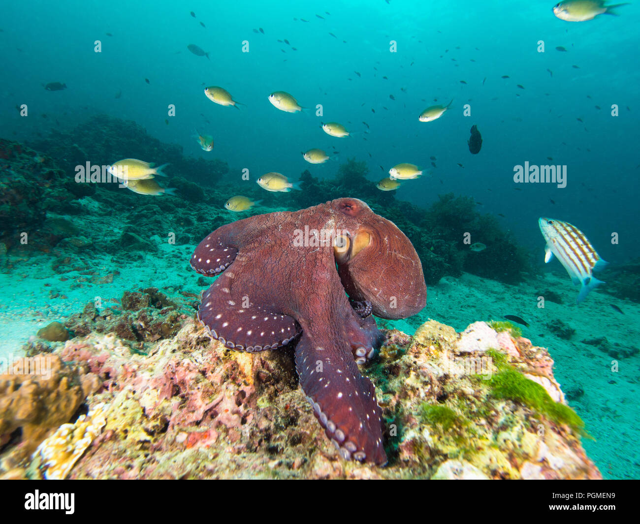 Pulpos en un arrecife de coral woth damiselas alrededor Foto de stock