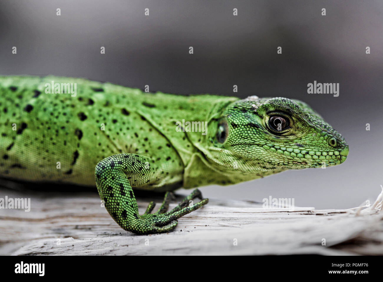 Cabritos iguana verde Foto de stock