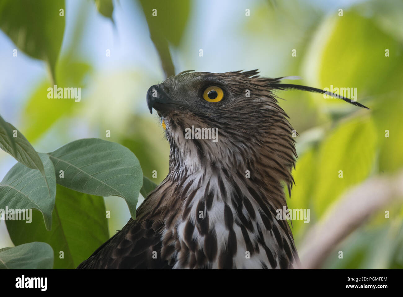 Retrato de un águila halcón cambiable de la Reserva de Tigre de Kanha, India Foto de stock
