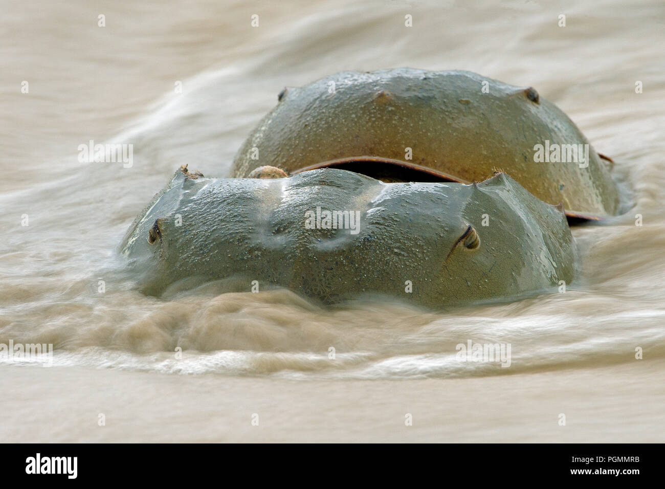 Atlántico cangrejos herradura (Limulus polyphemus) el desove en la playa, la bahía de Delaware, Nueva Jersey, Estados Unidos de América Foto de stock