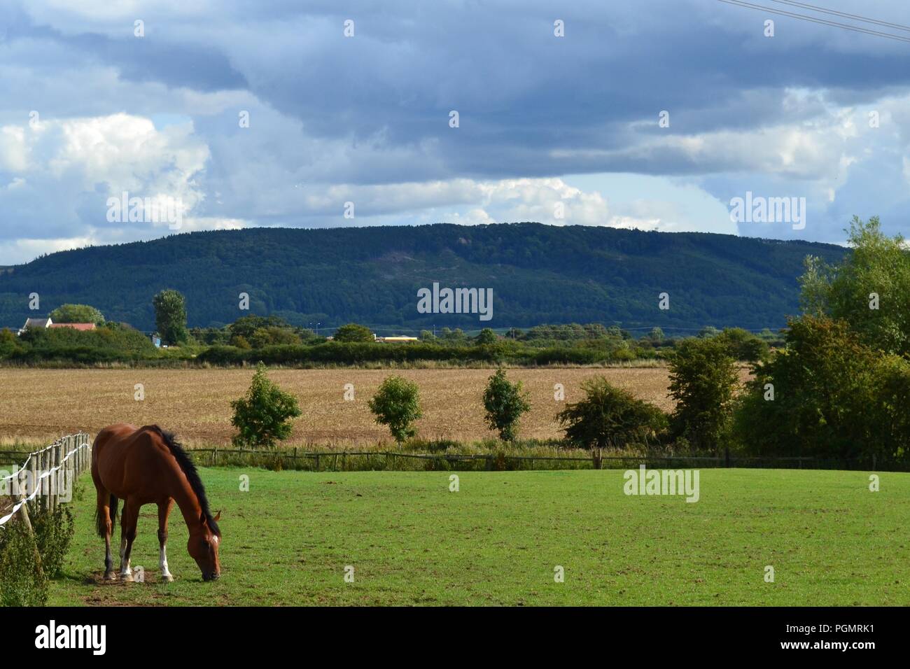 Hermoso, iluminado naturalmente imagen de campos en Timor Rounton, North Yorkshire, Reino Unido Foto de stock