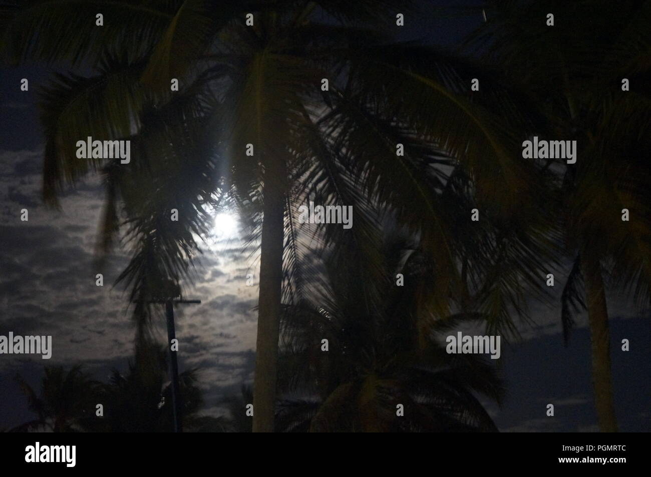Luna detrás de los cocoteros durante una noche de verano en una playa del Caribe en la República Dominicana Foto de stock