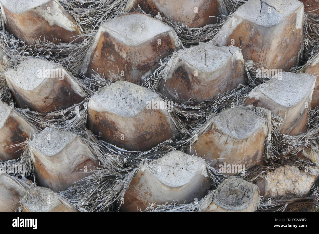 Palma de abanico de florida fotografías e imágenes de alta resolución