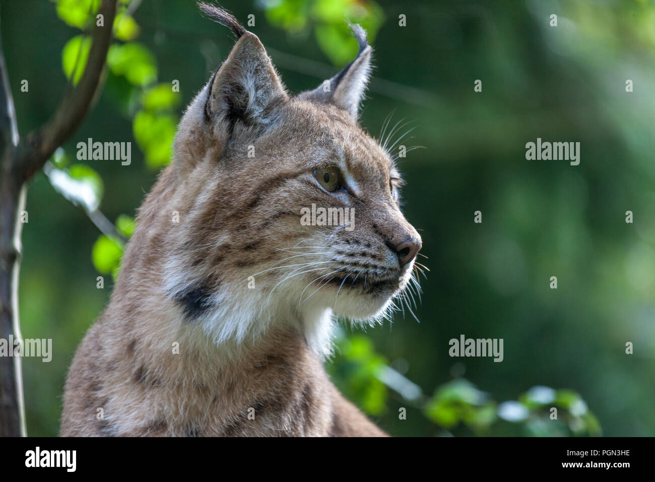 Lince euroasiático, Lodjur, baja, (Lynx lynx) Foto de stock