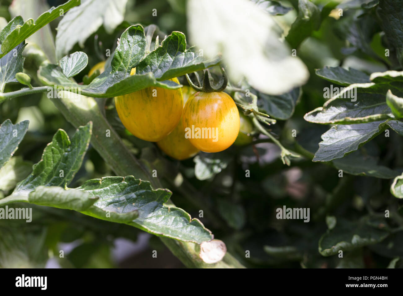 'Artesano Golden "Bumble Bee", Körsbärstomat Tomate Cherry (Solanum lycopersicum var. cerasiforme) Foto de stock